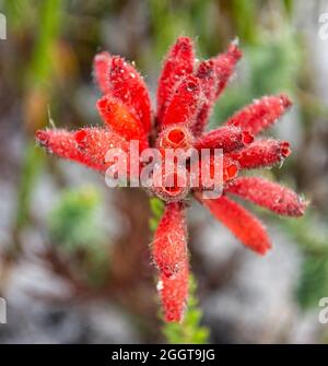 Erica cerinthoides fiori nel Capo Sud, Sudafrica Foto Stock