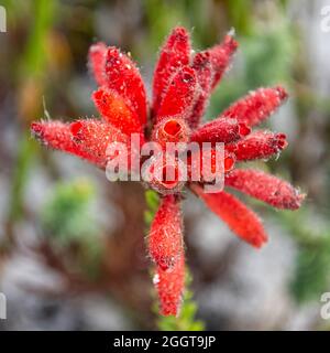 Erica cerinthoides fiori nel Capo Sud, Sudafrica Foto Stock