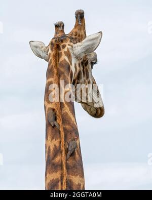 Una giraffa curata da Oxpecker con fattura rossa nella savana del Sud Africa Foto Stock