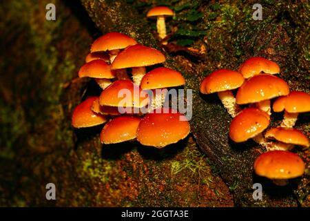 Una truppa di funghi Hypoloma fasciculare che crescono da legno marcio Foto Stock