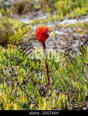 Un fiore di Haemanthus sanguineus nel Capo Sud, Sudafrica Foto Stock