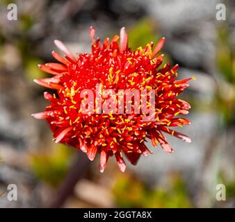 Un fiore di Haemanthus sanguineus nel Capo Sud, Sudafrica Foto Stock