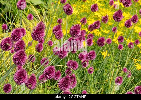 Letto di fiori da giardino, cipolla con bacchette di drumstick, bulbi estivi di Allium Sphaerocephalon al confine Foto Stock