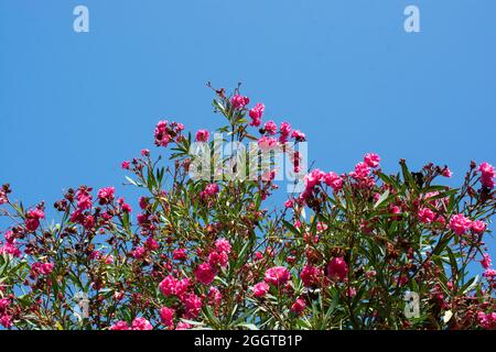 Colpo ad angolo basso dell'albero dell'oleandro rosa contro il cielo blu chiaro Foto Stock