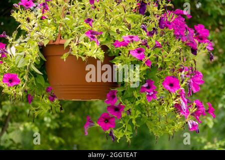 Petunie viola in vaso, cesto appeso giardino fiori milioni di campane Foto Stock