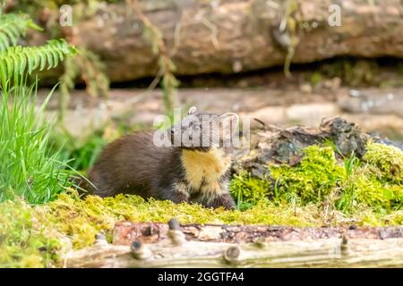 Pineta europea (Martes Martes), Perth & Kinross, Scozia Foto Stock