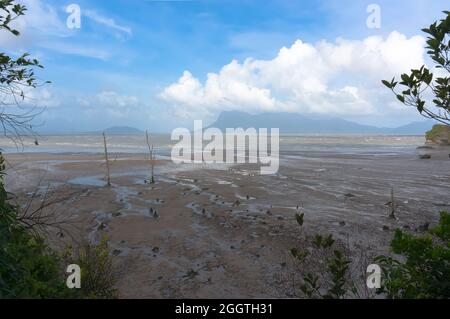 Gli alberi morti in spiaggia con la bassa marea Foto Stock