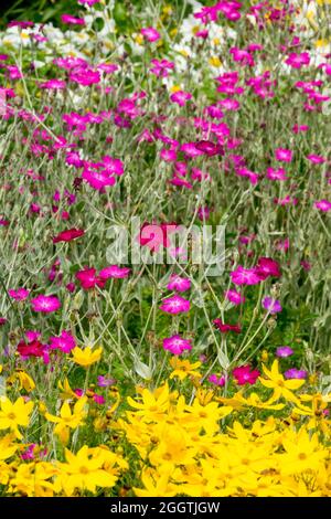 Tickseed Coreopsis verticillata 'grandiflora' o 'Golden Shower' Rose campion polvere miller Lychnis coronaria confine misto giardino Foto Stock