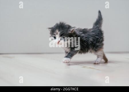 Piccolo carino gattino grigio e bianco cammina con cura su pavimento in legno. Animali domestici a casa Foto Stock