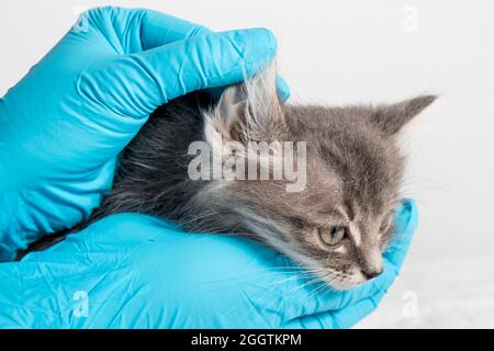 Il veterinario esamina l'orecchio del gattino. Parassiti dell'orecchio, otite, malattie negli animali e nei gatti. Foto Stock