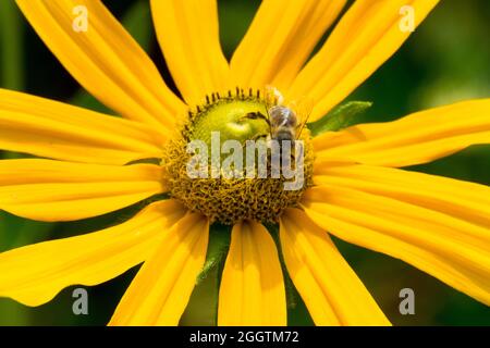 Ape di miele europea sugli occhi irlandesi di Rudbeckia Foto Stock