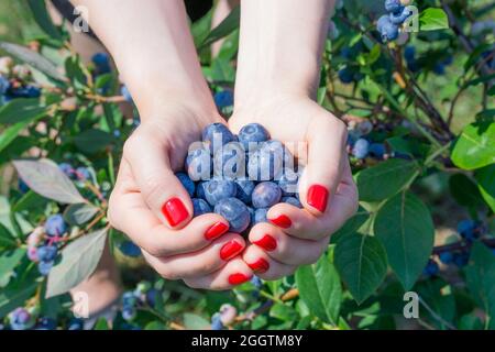 Primo piano delle mani della donna con unghie rosse che tengono i mirtilli appena raccolti nel campo Foto Stock