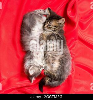Due adorabili cuccioli si trovano e dormono su una coperta rossa. Foto quadrata vista dall'alto Foto Stock