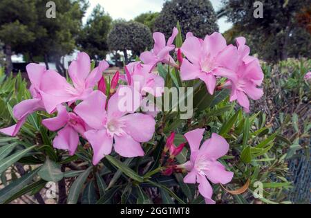 Arbusto mediterraneo con grandi fiori e nome a fioritura lunga, oleandro di Nerium, della famiglia Apocynaceae, noto anche come oleandro, alloro fiorito, Foto Stock