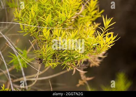 Primo piano dello stabilimento di Melaleuca linariifolia Foto Stock