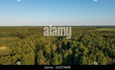 Parte polacca della foresta di Bialowieza ad est da Hajnowka vista aerea, Podlaskie Voivodhip, Polonia, Europa Foto Stock