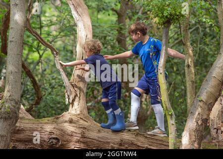 Due ragazzi, fratelli, fratelli, fratelli, arrampicate, climbering, bilanciamento su un tronco caduto di albero in bosco. Il movimento istintivo del primate brachiate sia Foto Stock