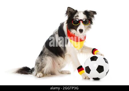 Cane collie di confine come un tifoso di calcio tedesco Foto Stock