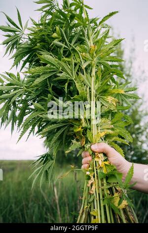 Man Holding Heap Bunch Legale Marijuana Verde Cannabis Sprout nelle sue mani. Cannabis bella Marijuana Cannabis pianta. Primo piano Foto Stock