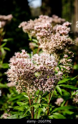 Eupatorium cannabinum, pianta di canapa-agrimonia e fiori in una foresta Foto Stock