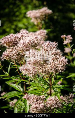 Eupatorium cannabinum, pianta di canapa-agrimonia e fiori in una foresta Foto Stock