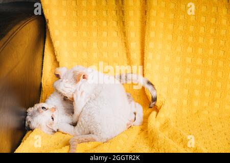 Due simpatici piccoli piccoli gatti gattino Devon Rex Kittens bianco giocano insieme su sfondo giallo Plaid. Gatto di razza inglese dai capelli corti. Shorthair PET Foto Stock