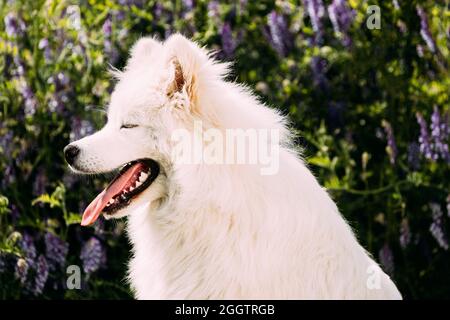 Divertente giovane bianco Samoyed cane o Bjelkier, Smiley, Sammy seduta in verde prato prato erba con fiori Purple Blooming. Primo piano verticale Foto Stock
