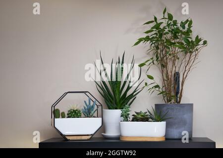 Il giardino domestico è disseminato con molte piante belle, cactus, succulents in pentole differenti. Concetto di giardinaggio domestico. Foto Stock