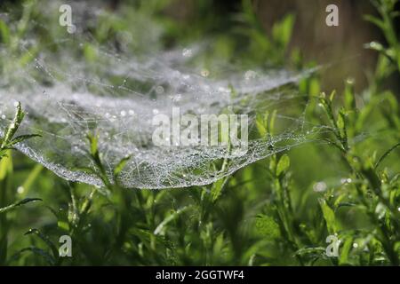 gocce di rugiada su ragni densi attaccati rami verdi Foto Stock