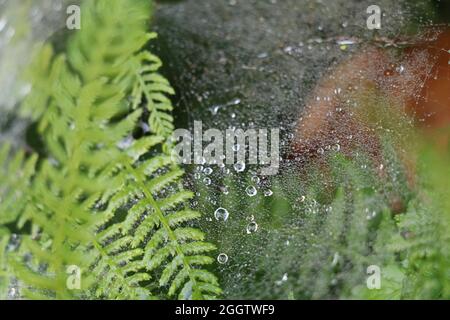 gocce di rugiada su una fitta rete di ragni attaccata ad una foglia di felce verde Foto Stock