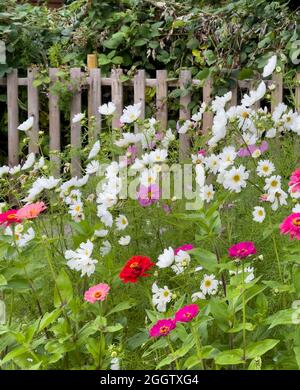 Fiori sul sito di assegnazione Foto Stock