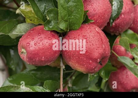 apple (Malus domestica 'Pilot', Malus domestica Pilot), mele su tre, cultivar Pilot Foto Stock