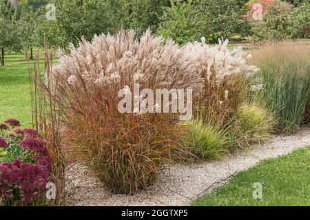 Erba d'argento cinese, erba Zebra, erba tigre (Miscanthus sinensis 'Flammenmeer', Miscanthus sinensis Flammenmeer), coltivare Flammenmeer Foto Stock