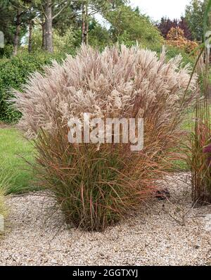 Erba d'argento cinese, erba Zebra, erba tigre (Miscanthus sinensis 'Flammenmeer', Miscanthus sinensis Flammenmeer), coltivare Flammenmeer Foto Stock