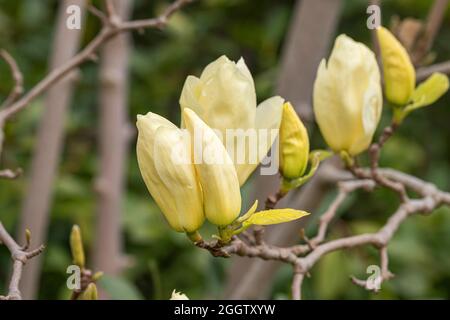 Lily Tree, Yulan (Magnolia denudata 'Fiume Giallo", Magnolia denudata il Fiume Giallo), fiori di cultivar il Fiume Giallo Foto Stock
