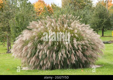 Erba argentata cinese, erba di Zebra, erba tigre (Miscanthus sinensis 'Bogenlampe', Miscanthus sinensis Bogenlampe), cultivar Bogenlampe, Germania Foto Stock