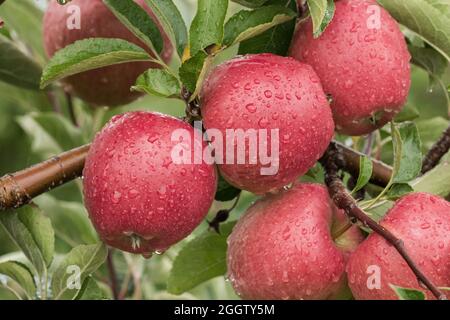 apple (Malus domestica 'Braeburn', Malus domestica Braeburn), mele su una tre, cultivar Braeburn Foto Stock