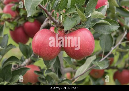 apple (Malus domestica 'Braeburn', Malus domestica Braeburn), mele su una tre, cultivar Braeburn Foto Stock