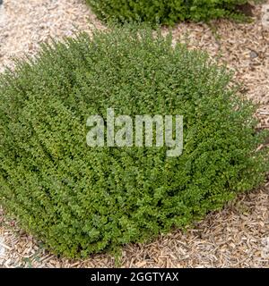 Scatola honeysuckle, Wilson's honeysuckle (Lonicera nitida 'Tetty Tips', Lonicera nitida Tidy Tips), cultivar Tidy Tips Foto Stock