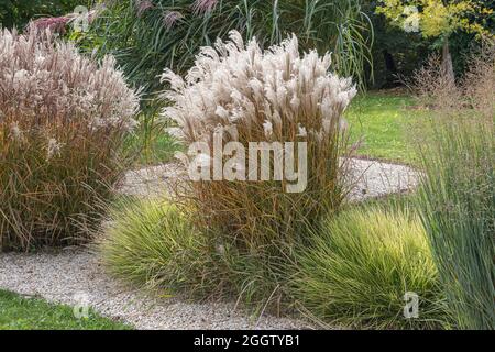 Erba d'argento cinese, erba Zebra, erba tigre (Miscanthus sinensis 'Kleine Fontaene', Miscanthus sinensis Kleine Fontaene), cultivar Flammenmeer Foto Stock