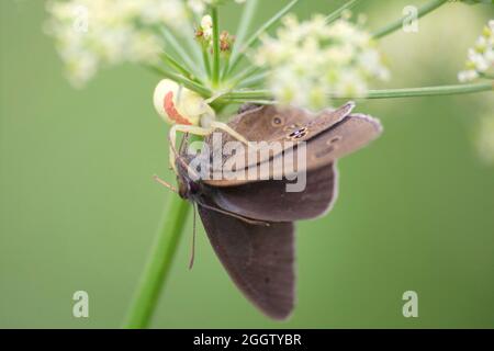 Ragni di granchio (Ebrechtella tricuspidata SYN. Misumenops tricuspidatus), catturato un anello (Aphantopus hyperantus), Germania, Baviera Foto Stock