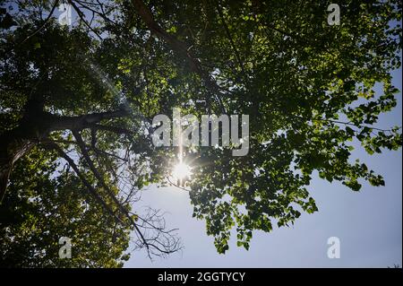 Filtro Sunbeam attraverso le foglie di un albero Foto Stock