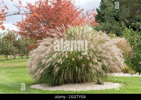 Erba argentata cinese, erba Zebra, erba tigre (Miscanthus sinensis 'Bogenlampe', Miscanthus sinensis Bogenlampe), cultivar Bogenlampe Foto Stock