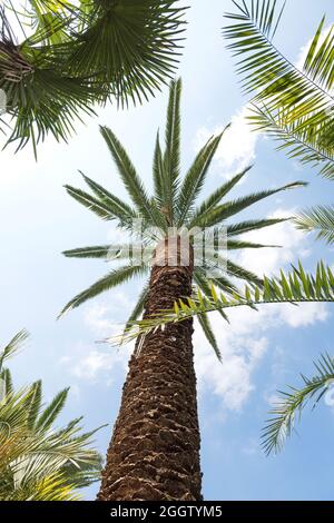 Palma di datteri delle Canarie (Phoenix canariensis), Germania, Baden-Wuerttemberg, isola di Mainau Foto Stock