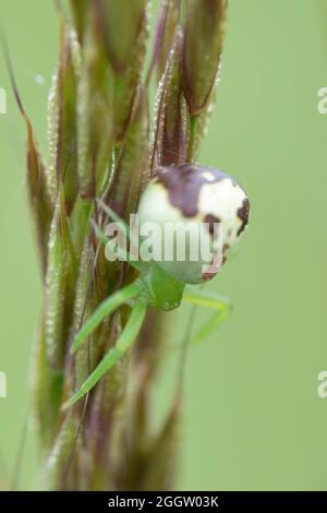 Ragni di granchio (Ebrechtella tricuspidata SYN. Misumenops tricuspidatus), femmina sull'orecchio d'erba, Germania, Baviera Foto Stock
