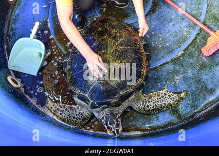 (210903) -- HAIKOU, 3 settembre 2021 (Xinhua) -- un volontario pulisce la conchiglia per una tartaruga alla "stazione di pronto soccorso della tartaruga" nell'Università normale di Hainan in Haikou, provincia cinese meridionale di Hainan, il 27 agosto 2021. Fondata nel 2013, la "stazione di pronto soccorso delle tartarughe" dell'Università normale di Hainan è stata dedicata all'aiuto alle tartarughe in condizioni di bisogno e alla sensibilizzazione della gente sulla protezione delle tartarughe. Gestita da più di 30 volontari di biologia e da major collegati in tutta l'università, questa stazione cura e riabilita le tartarughe. I volontari hanno detto che si sentono ben pagati per il loro arduo lavoro quando guardano Foto Stock