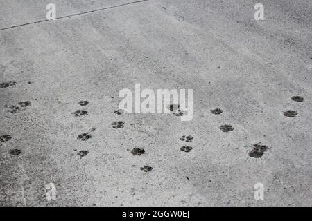 Cat pewprints sulla strada in cemento. Mostrandoci i gatti fanno parte della nostra vita quotidiana. Zampe carine per animali domestici Foto Stock