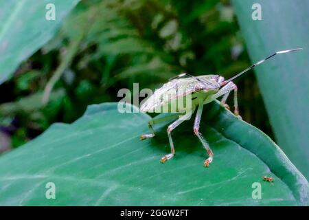 Non esclusiva: CITTÀ DEL GUATEMALA, GUATEMALA- 2 SETTEMBRE: Vista generale una specie di insetto di Nymph di insetto bruno insetto (Euschistus servus) su una foglia in mezzo al Foto Stock