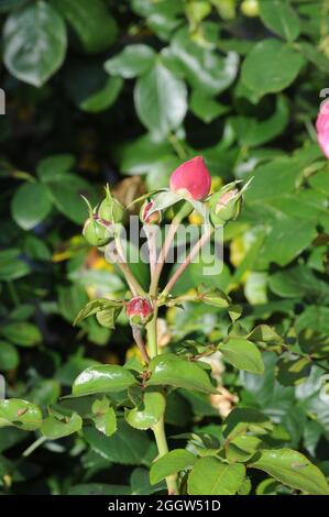 Kastrup/ Danimarca./03 Settembre 2021 / piante perenni di rose e rose nel giardino di casa a Kastrup Danimarca. (Foto..Francis Joseph Dean/Dean Pictures Foto Stock