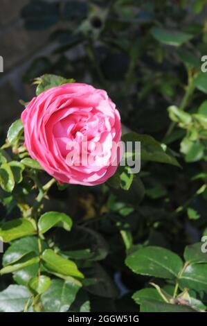 Kastrup/ Danimarca./03 Settembre 2021 / piante perenni di rose e rose nel giardino di casa a Kastrup Danimarca. (Foto..Francis Joseph Dean/Dean Pictures Foto Stock